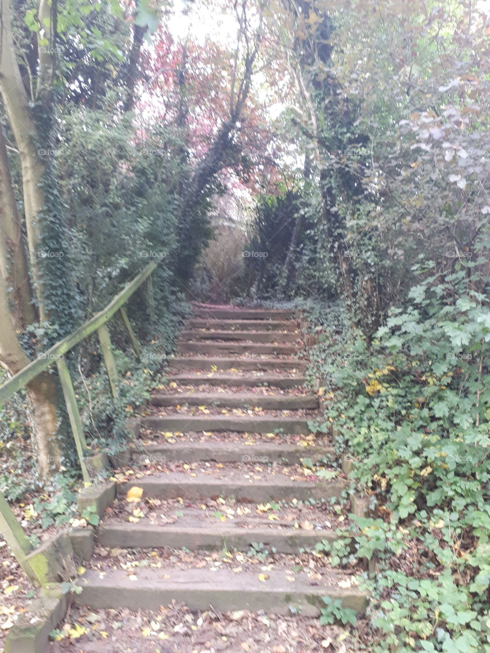 Step, Wood, Guidance, Nature, Footpath