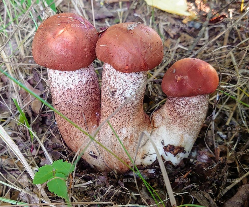 Gifts of the earth🌱 Mushrooms grew from the ground 🌱