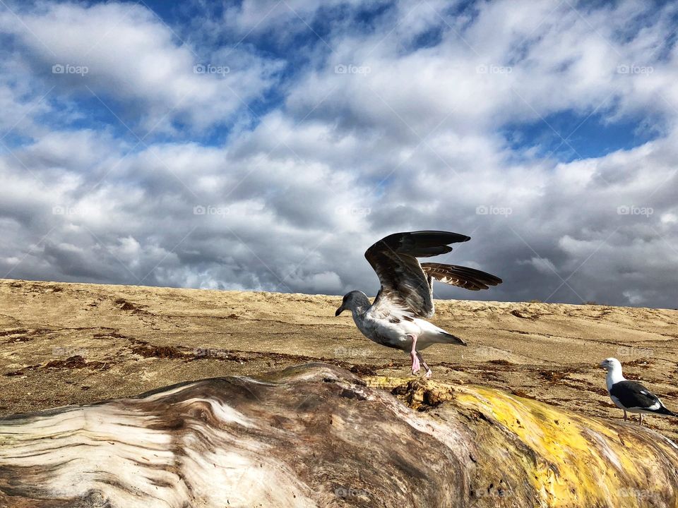 Incredible Bird In Flight 