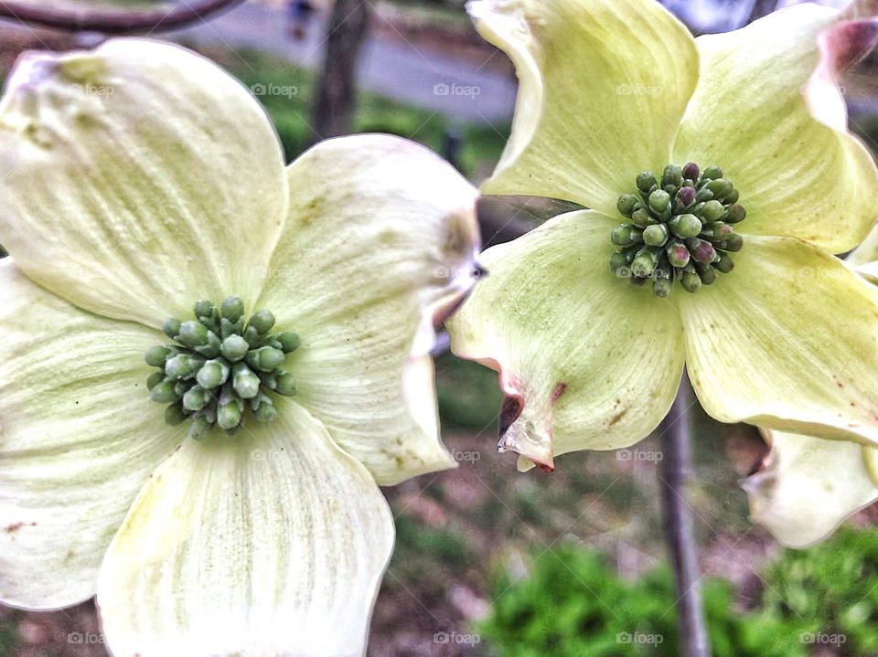 My Dogwood tree