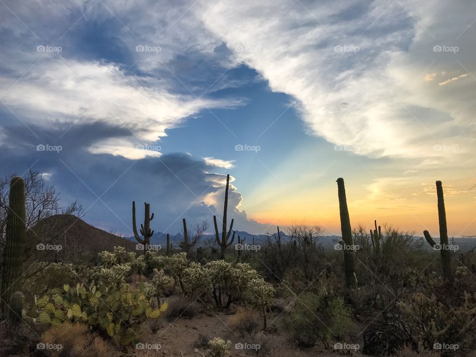 Desert Sunset Landscape 