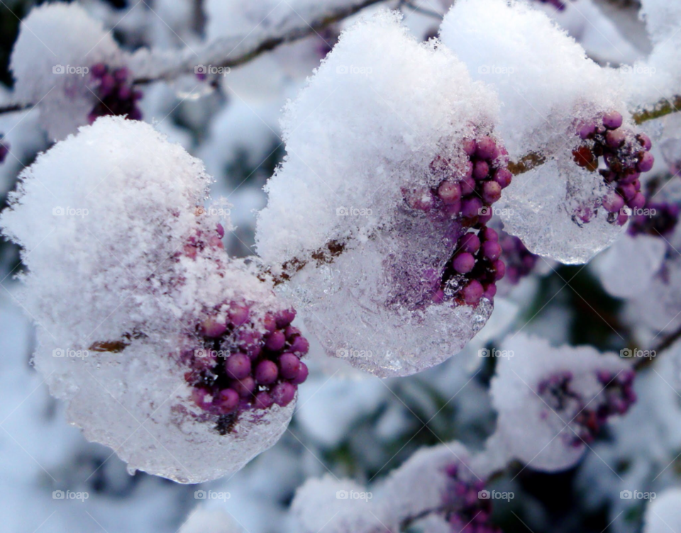 purple ice berries frozen by Ros