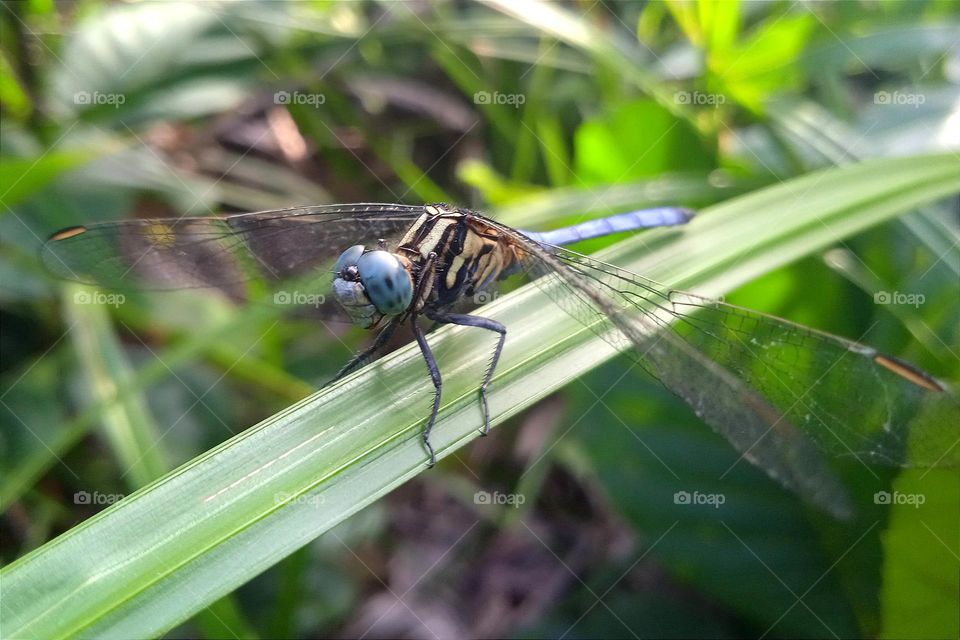 Blue dragonfly with beige black striped body.