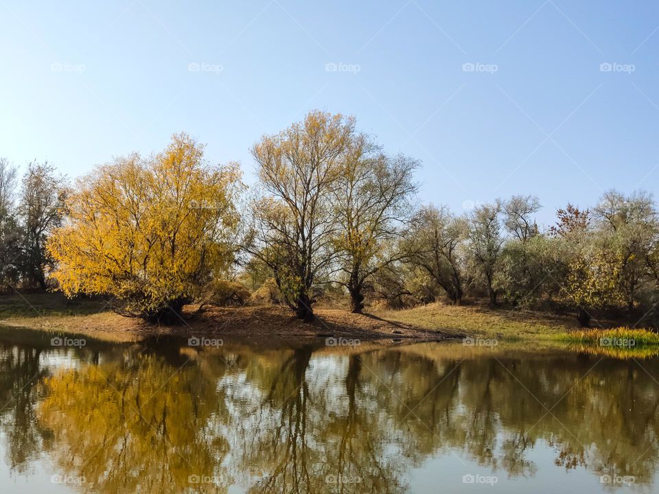 Trees along the river