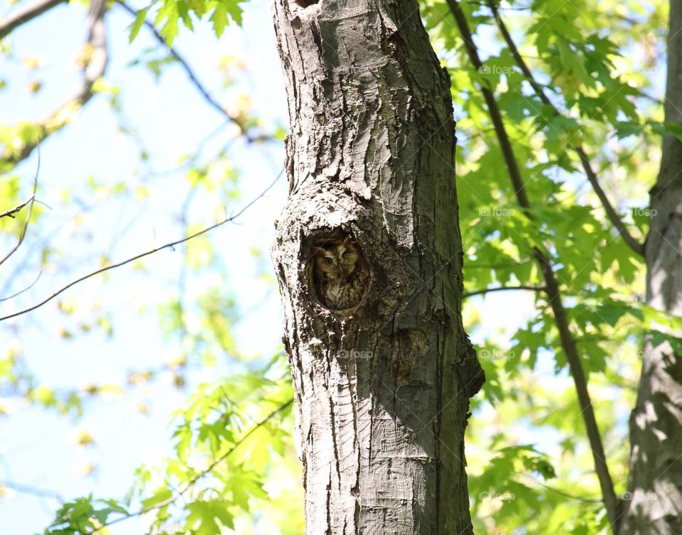 Red morph screech owl