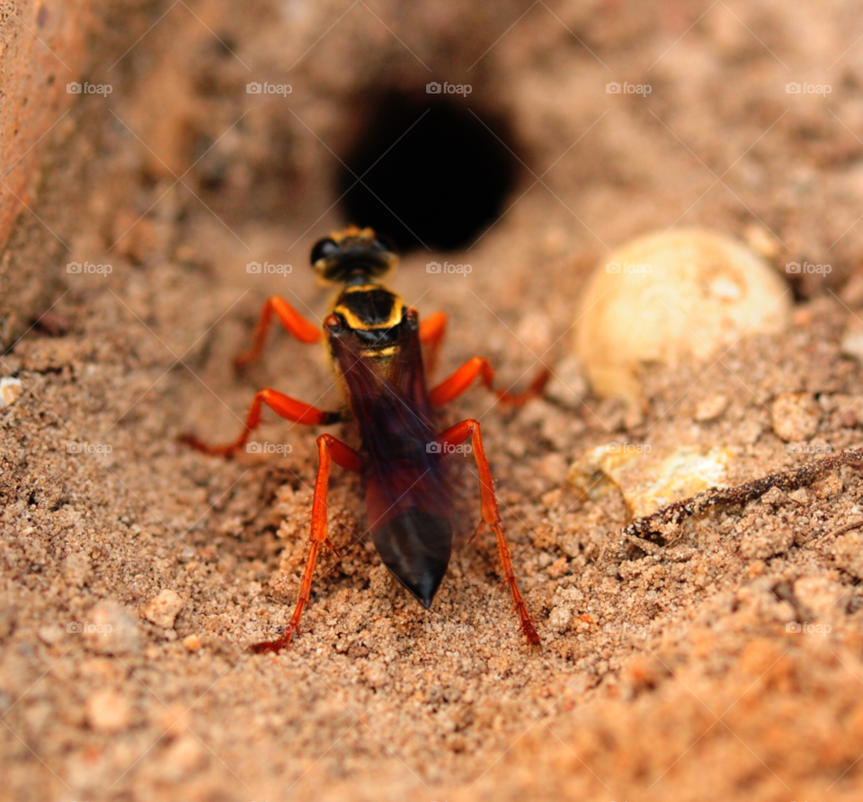macro insect bug nest by lightanddrawing