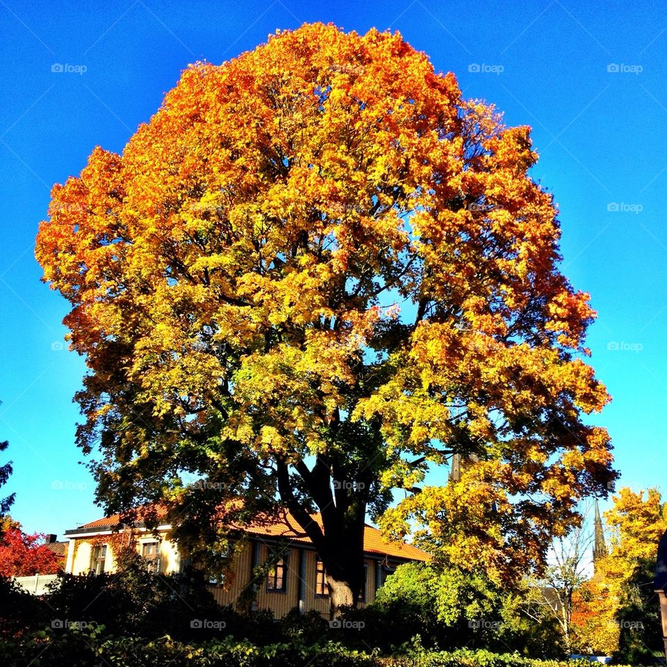 Uppsala's most beautiful decidous-tree