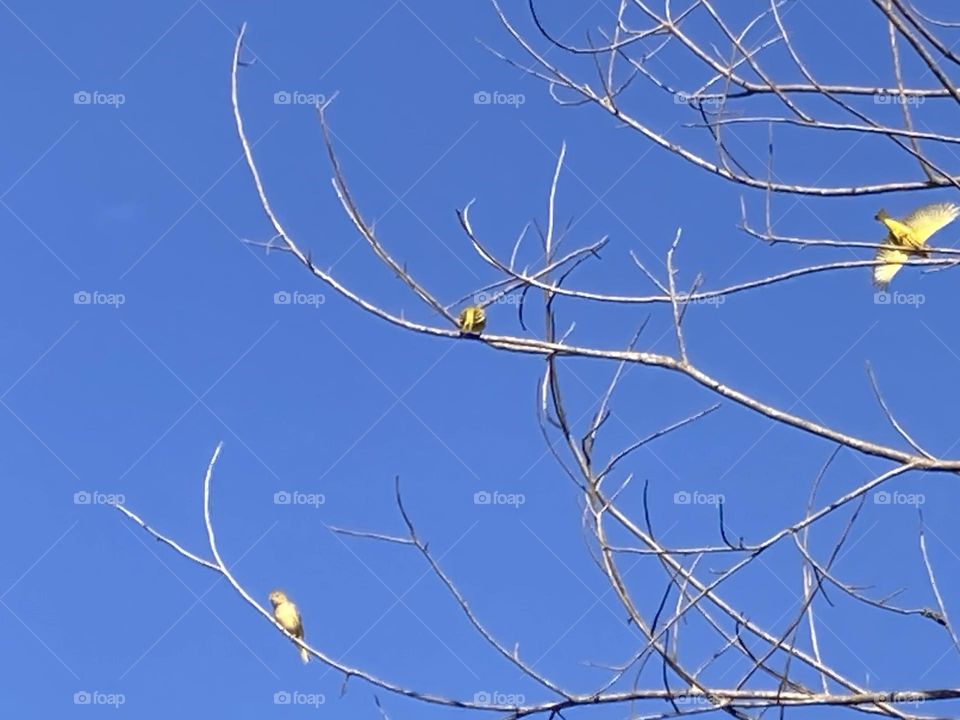 Galhos secos de árvores sob o céu azul, extremamente limpo abrigam pequenos canarinhos.