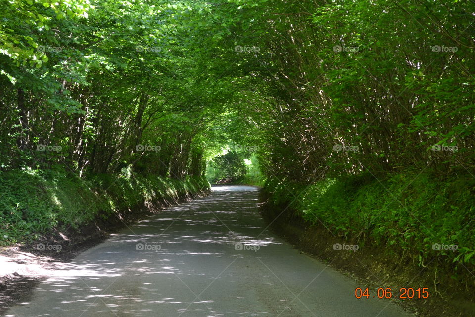 Road tree tunnel 