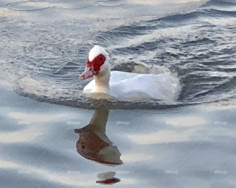 Muscovy, duck, muscovy duck, white, water, freshwater, red, feathers, float, floating, swim, swimming, lake, spring, thaw, reflection, Holiday Lake, Missouri, bill