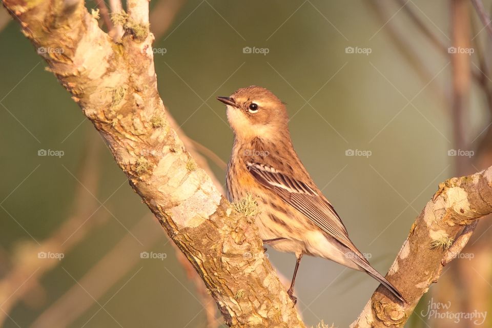 Close-up of bird perching on tree branch