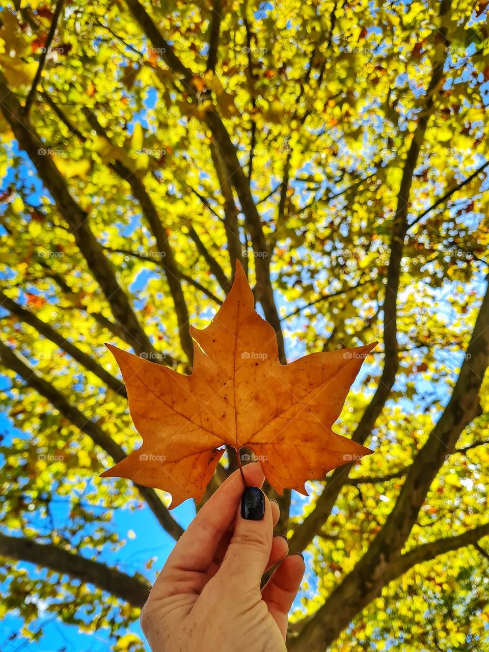 autumn colors