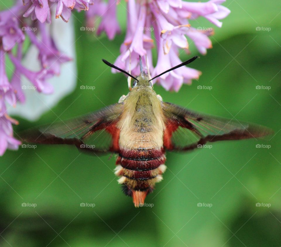 clear wing hawk moth pollinating the lilacs on a beautiful summer day