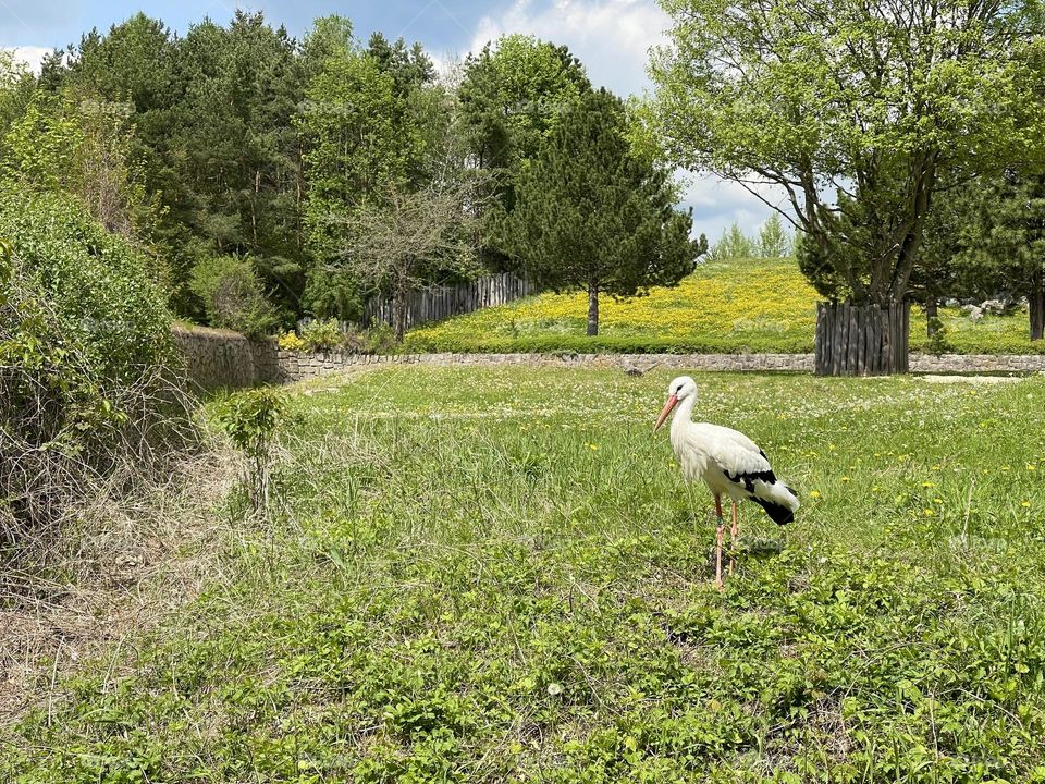 White stork in the park alone 