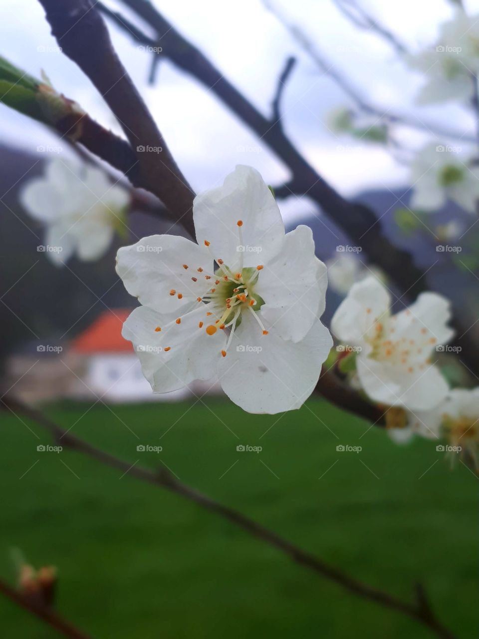 plum blossom