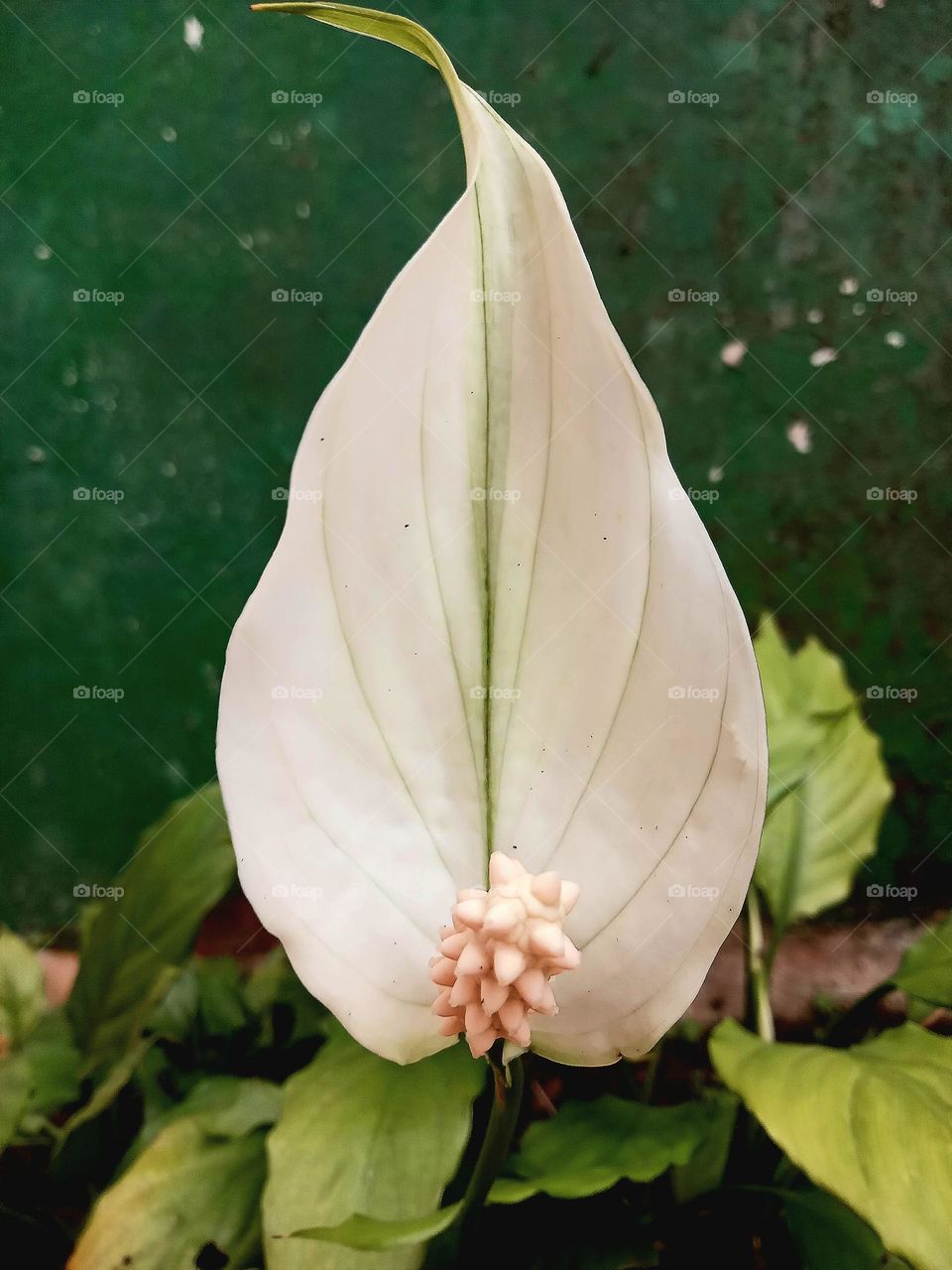 I find this flower in the garden