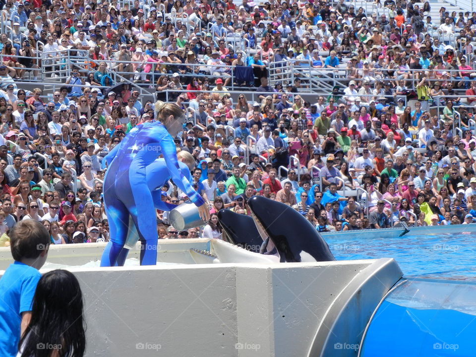 feeding the fish at sea world, San Diego