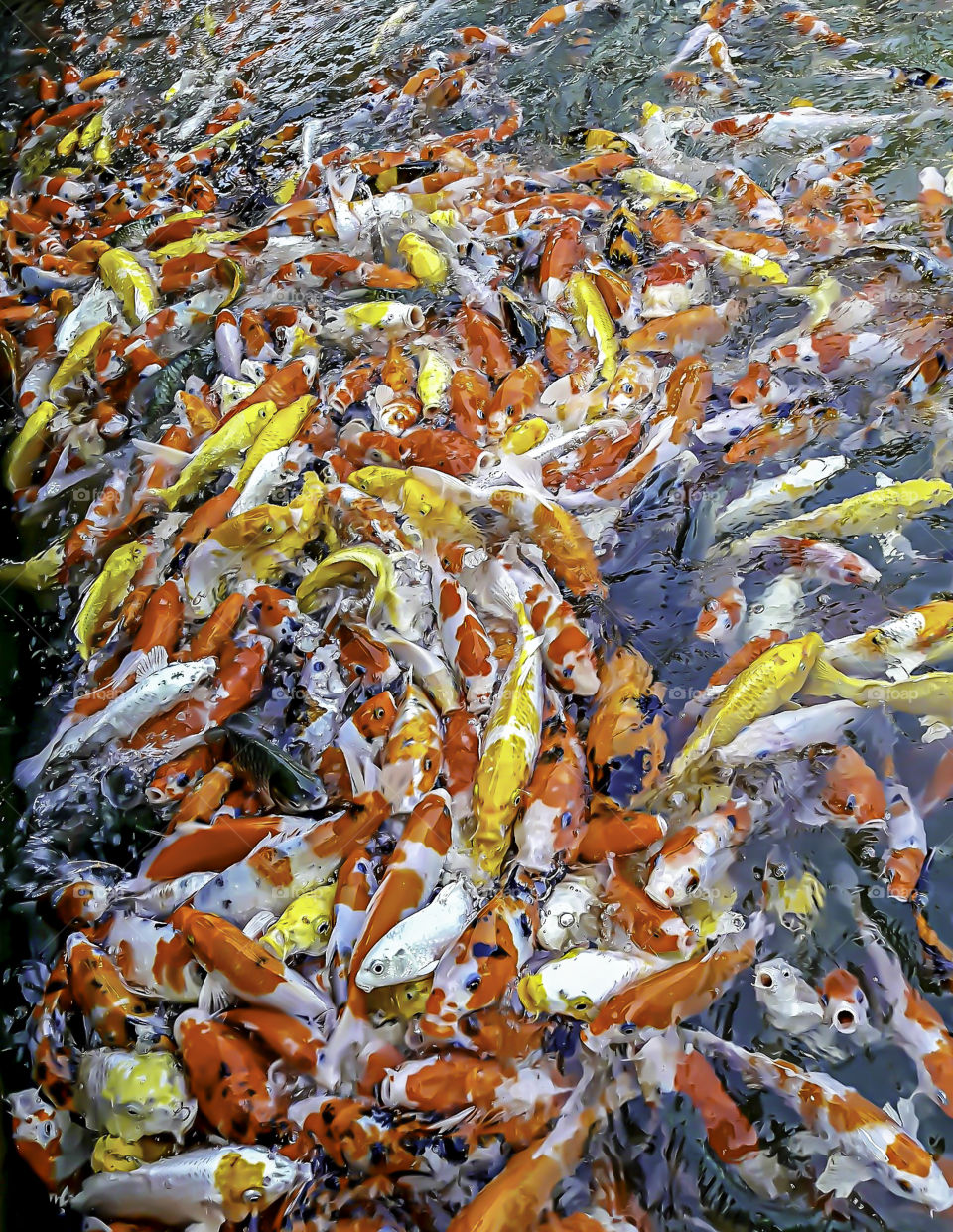 Fancy carp colorful bright on the water eating food.