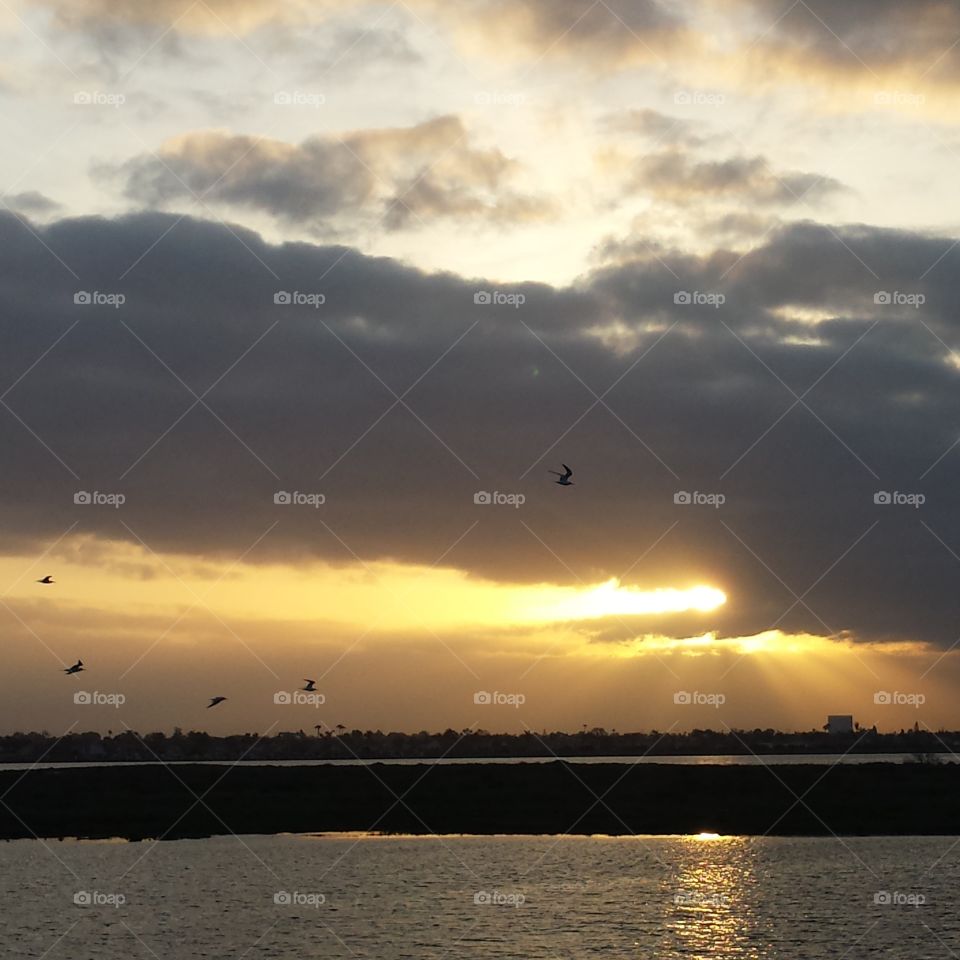 birds flying in sunbeams