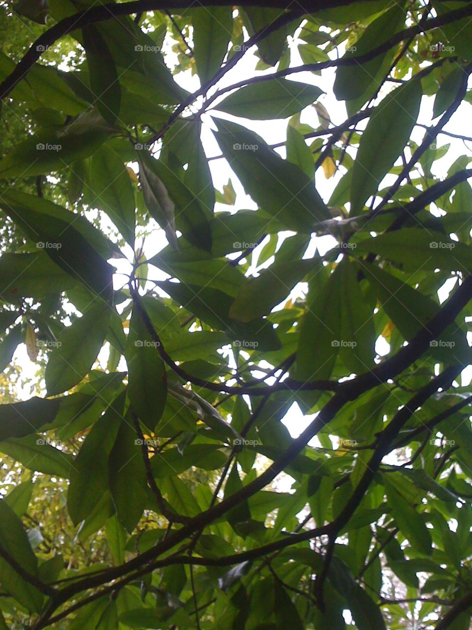 view through the green leaves to the sky
