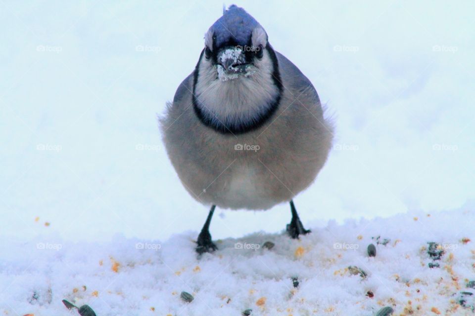 Bluejay