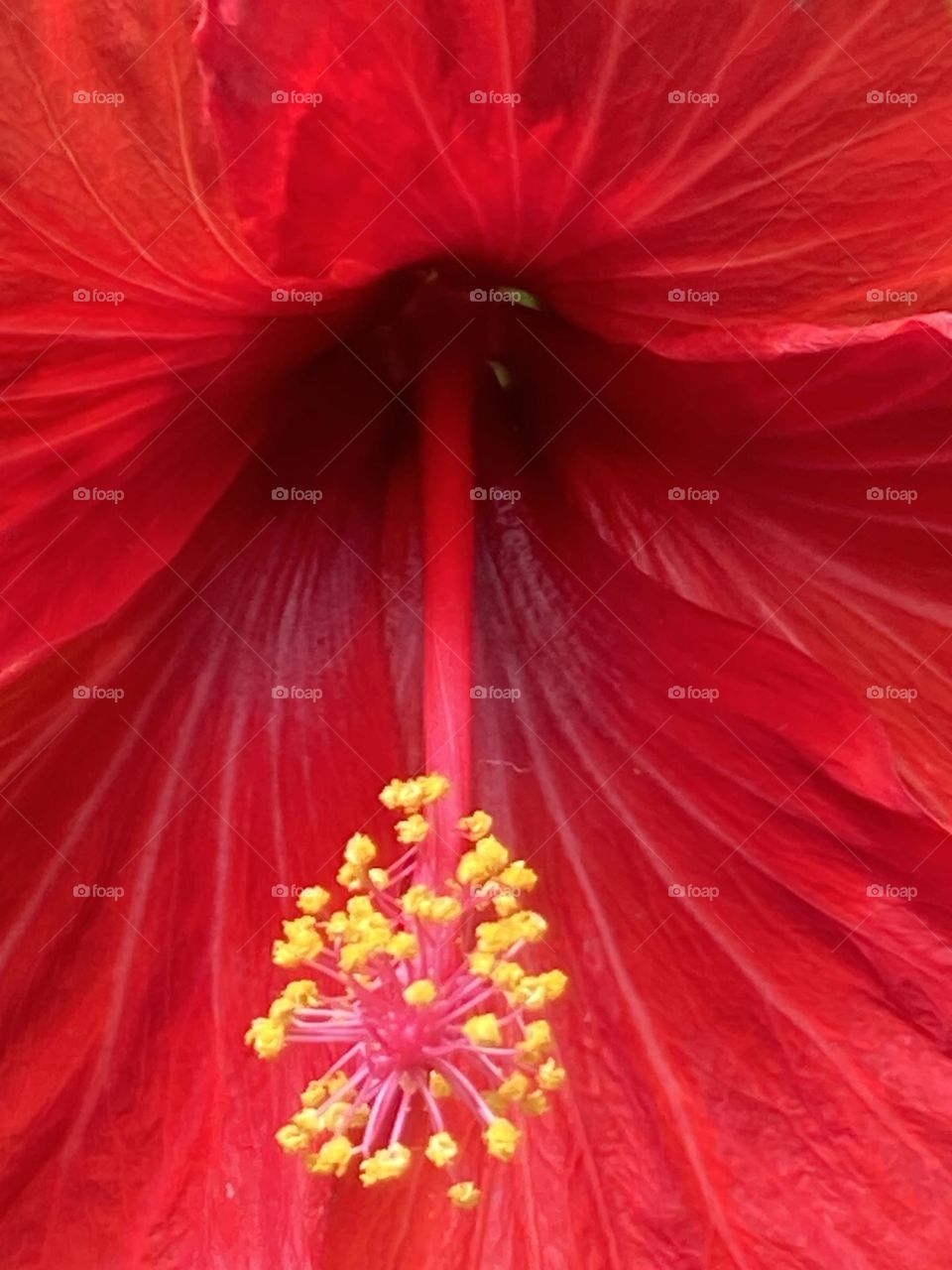 Flor de hibisco com estrutura flor bem destacada. Flor em vermelho intenso com miolo amarelo.