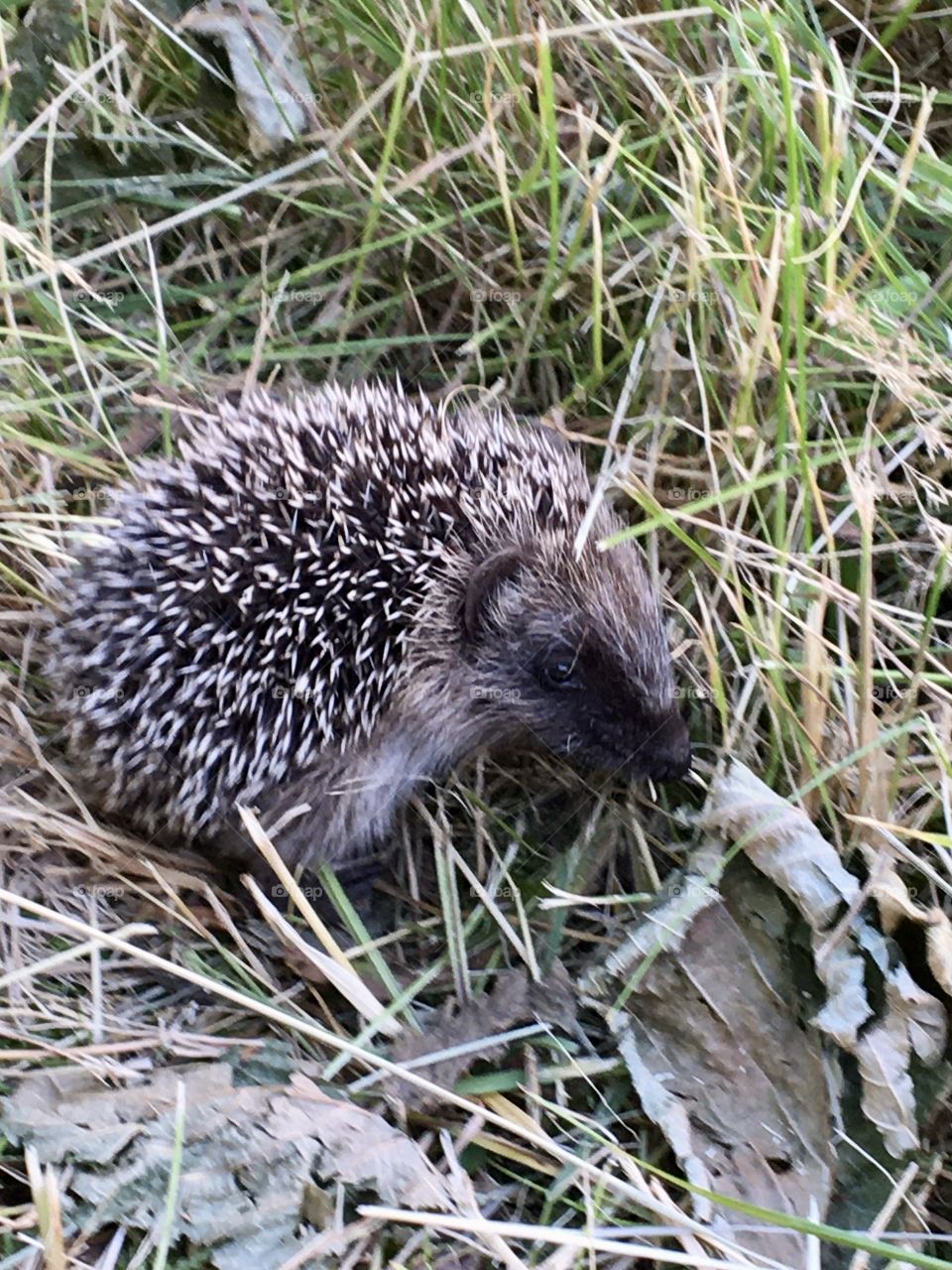 Hedgehog chilling in garden 