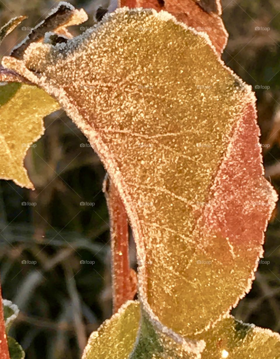 First Frost, Missouri, Holiday Lake, Leaf Closeup 
