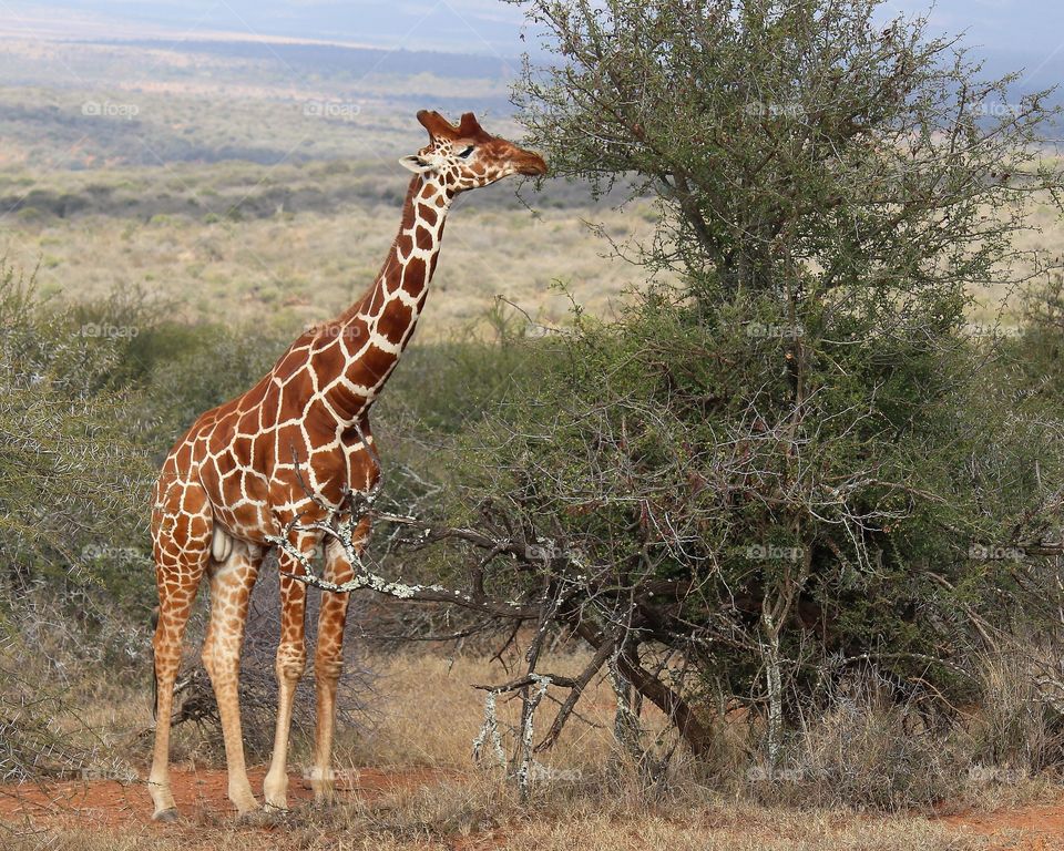 A giraffe reaching up to a tree to feed
