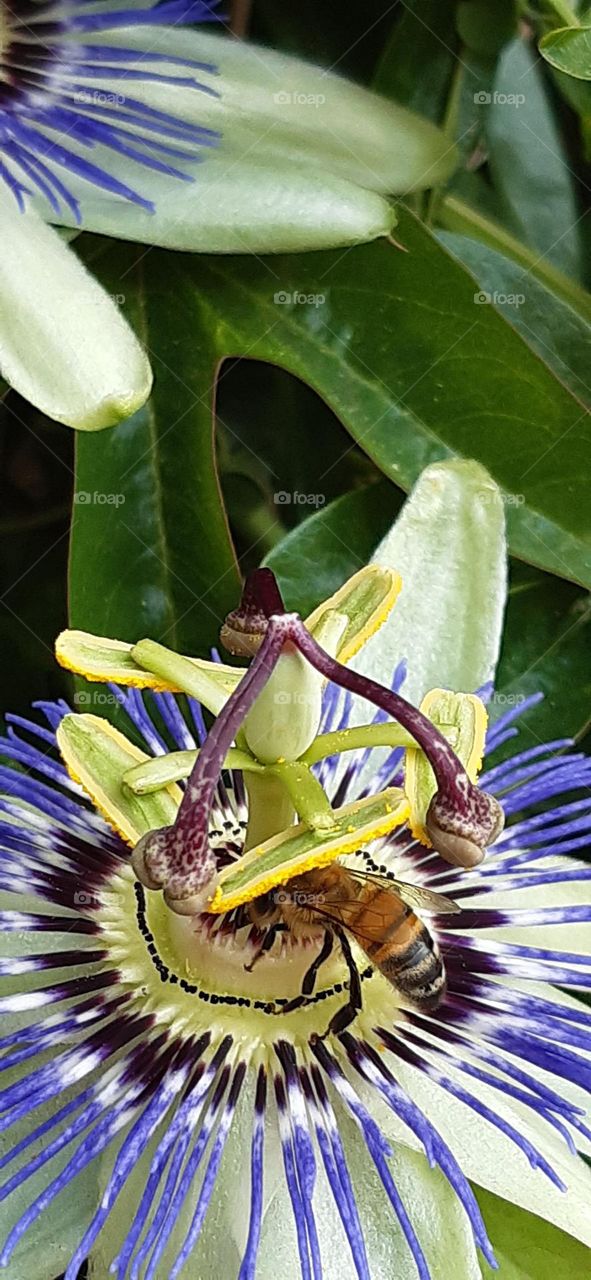 passiflora