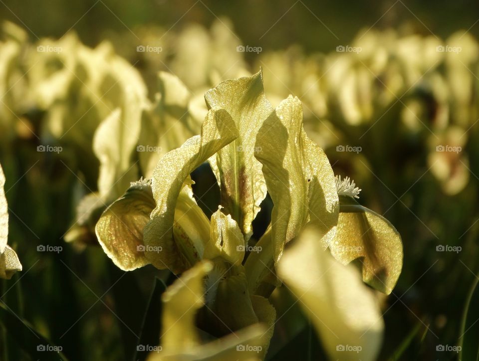 Beautiful flowers