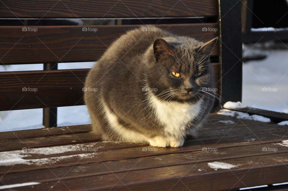 The cat sits on a bench and takes a sun bath