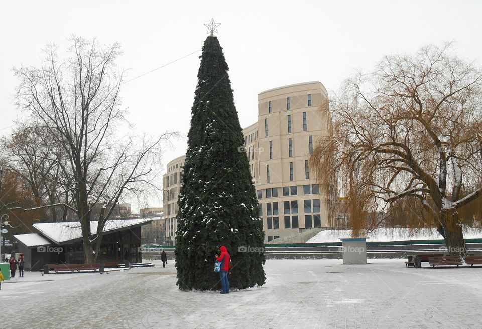 Winter, Tree, Snow, Street, City