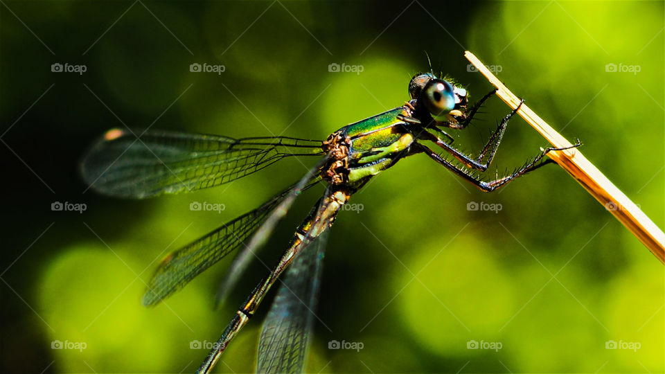 a cute dragonfly