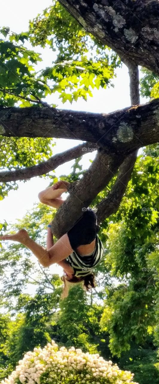 Tree Acrobatics