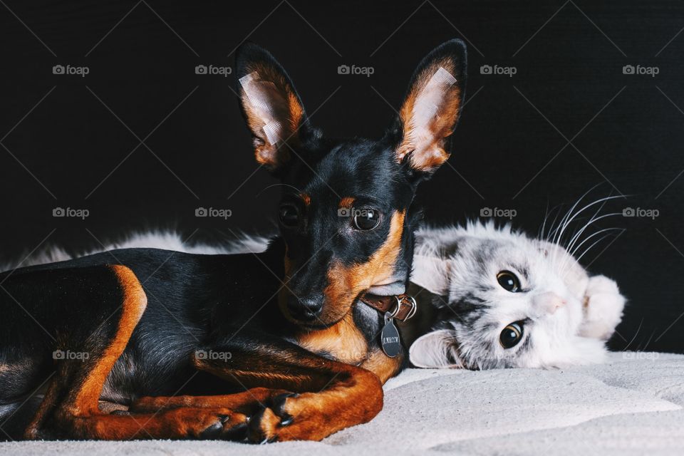 friendship of a cat and a dog