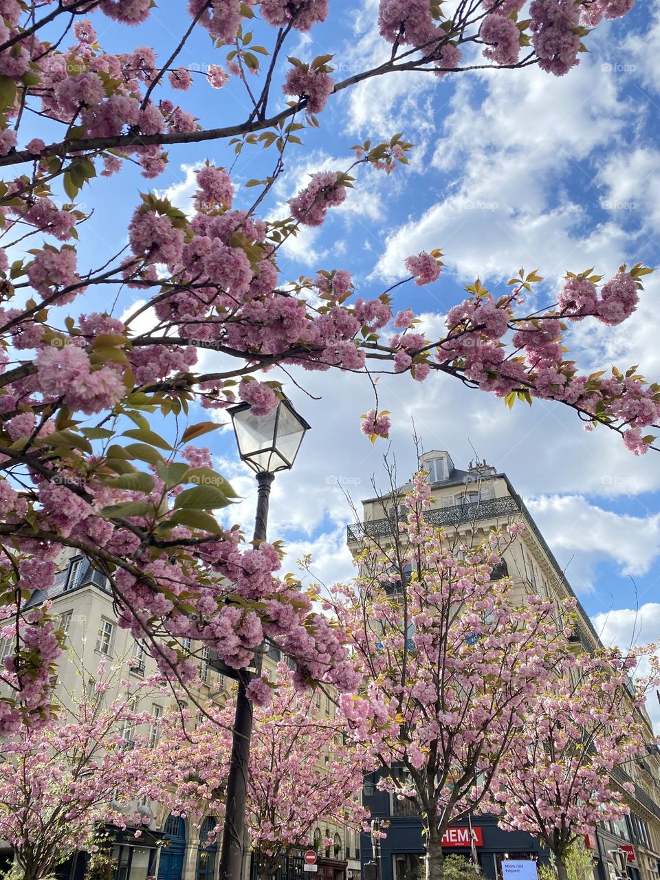 Cherry blossoms in Paris, France with typical French architecture in background and street lamp