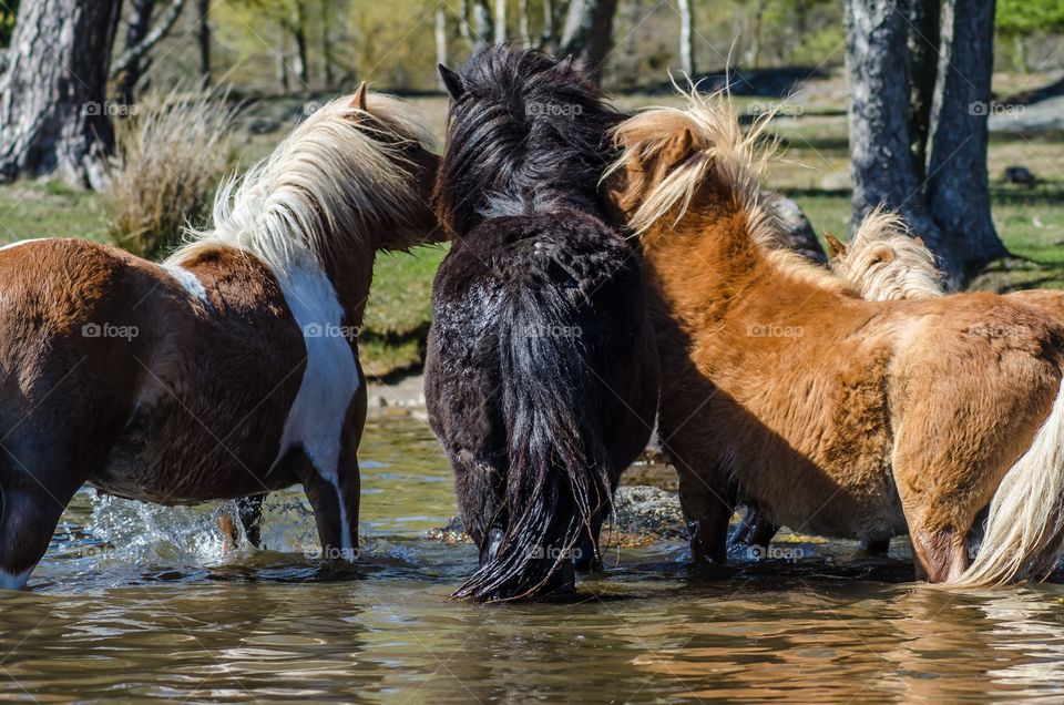 Shetland ponies playing together