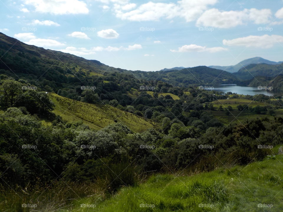 Scenic view of mountain forest