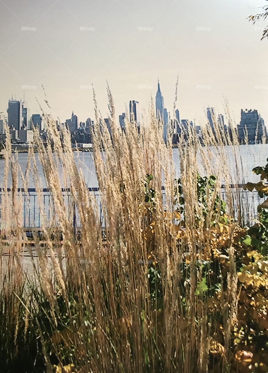 Manhattan Sea Grass NYC
