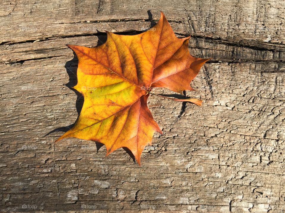 Single yellow maple leaf pe wooden table 