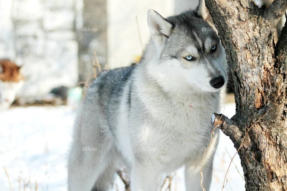 Dog standing near tree trunk