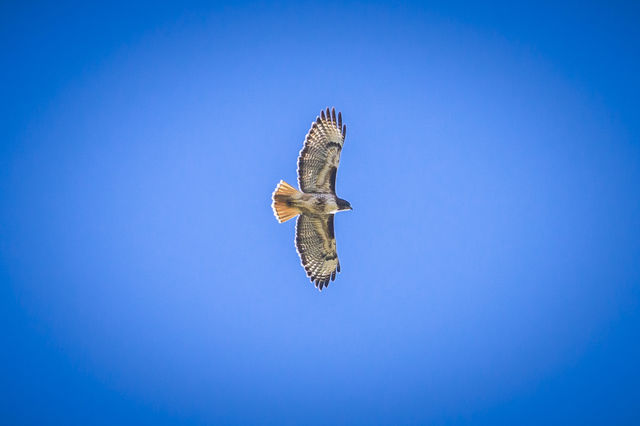 hawk in flight
