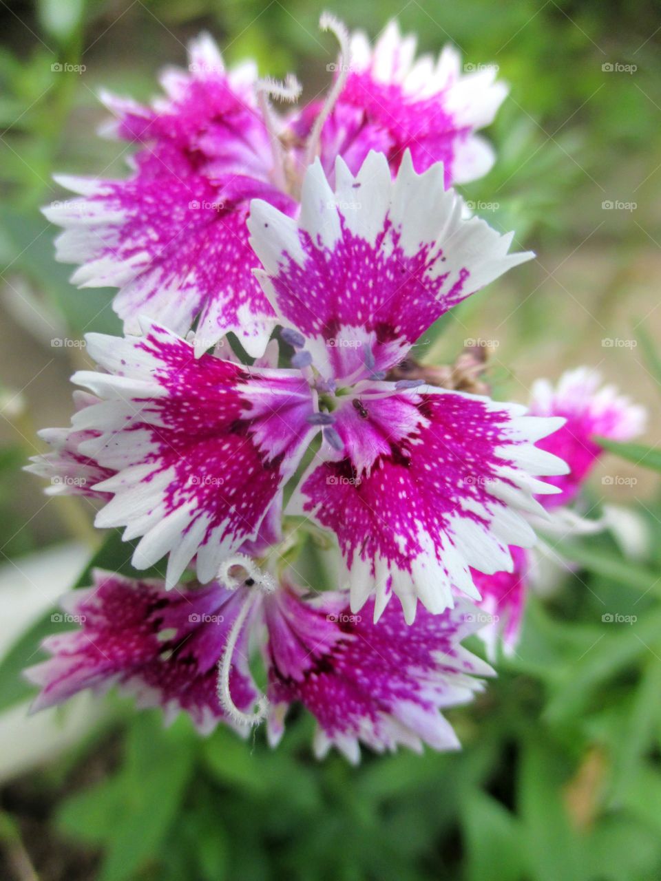 Dianthus