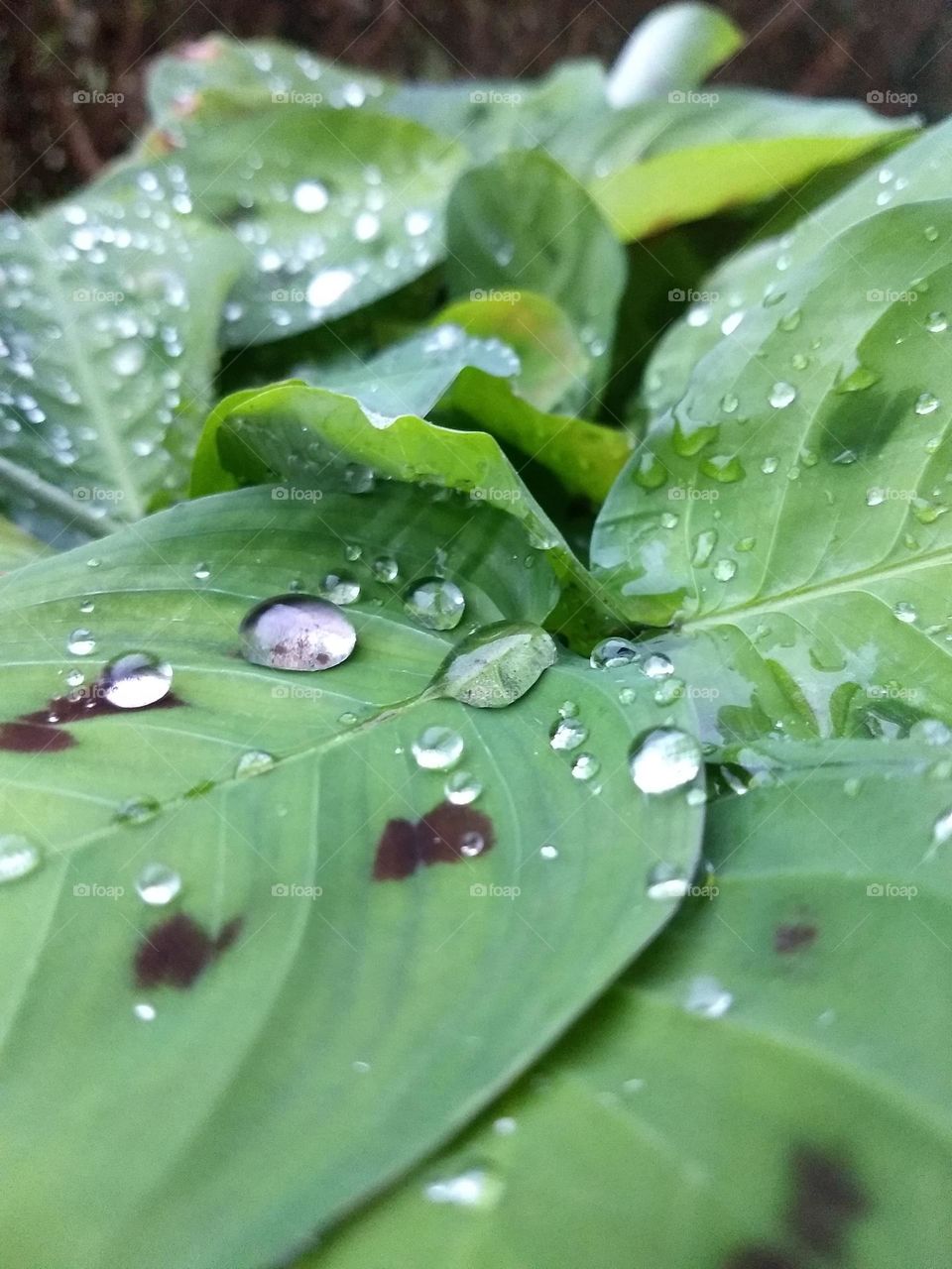 water drops on the leaf