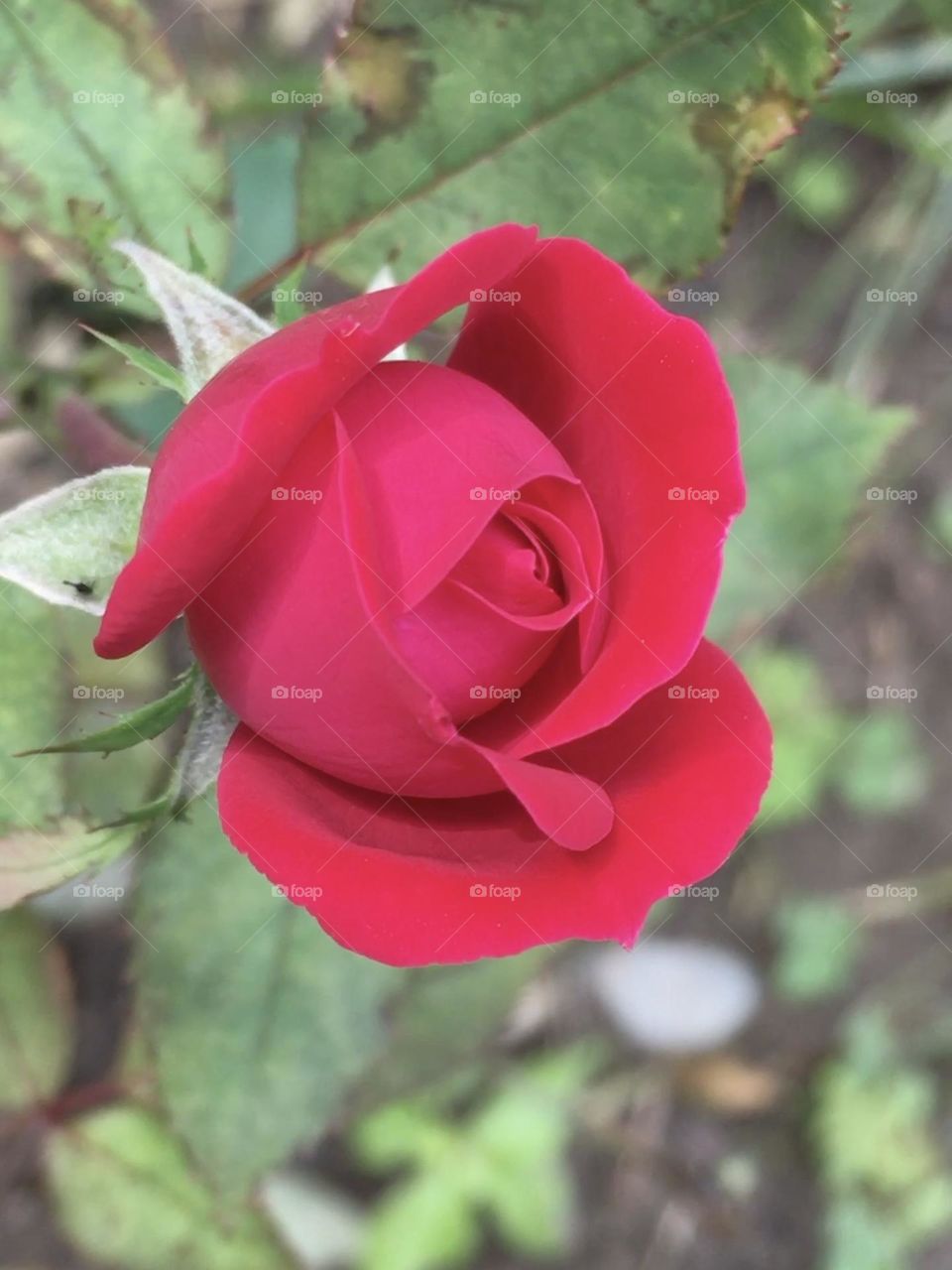 Extremely closeup shot of rosebud 