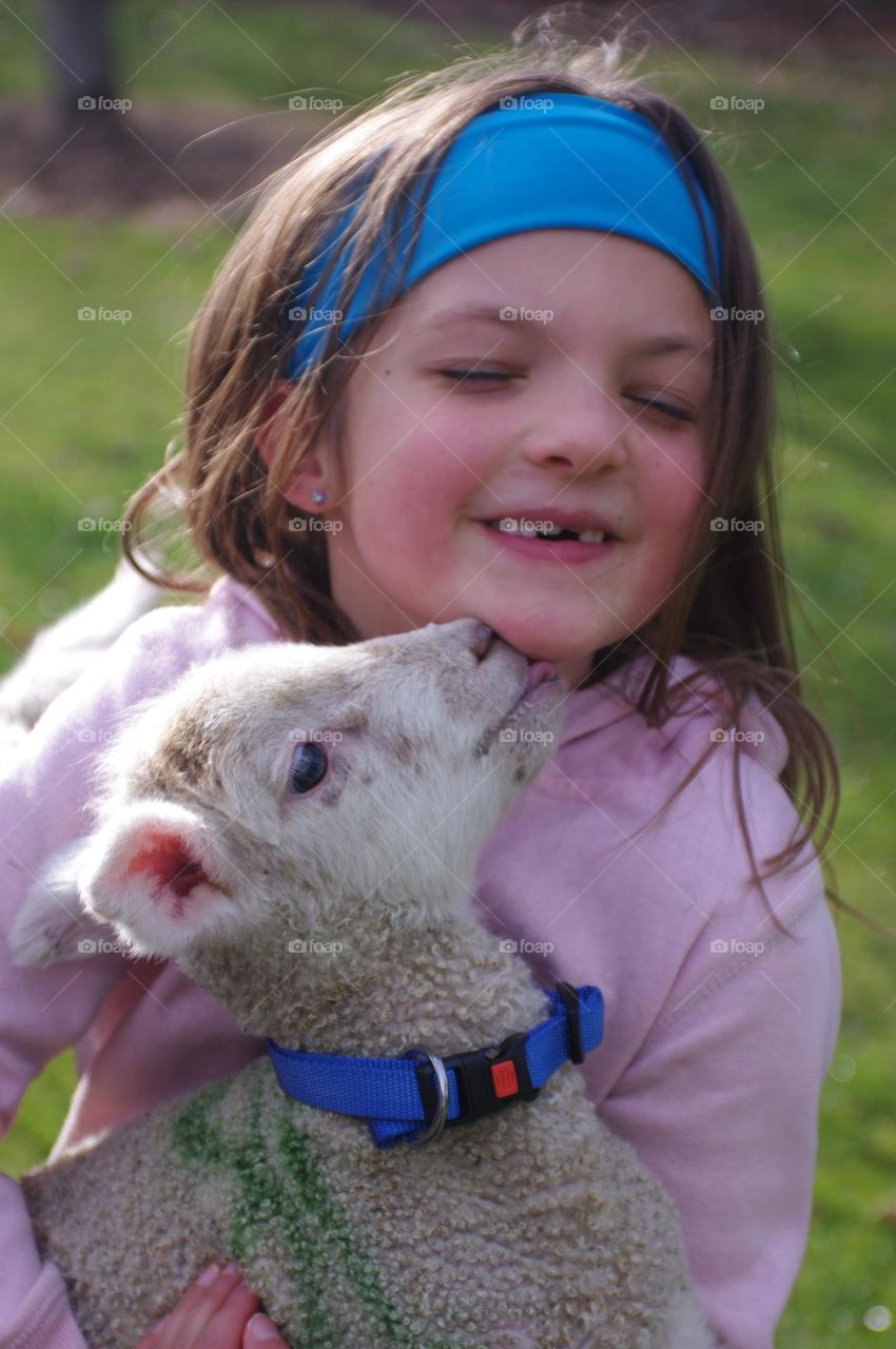 Pet lamb 