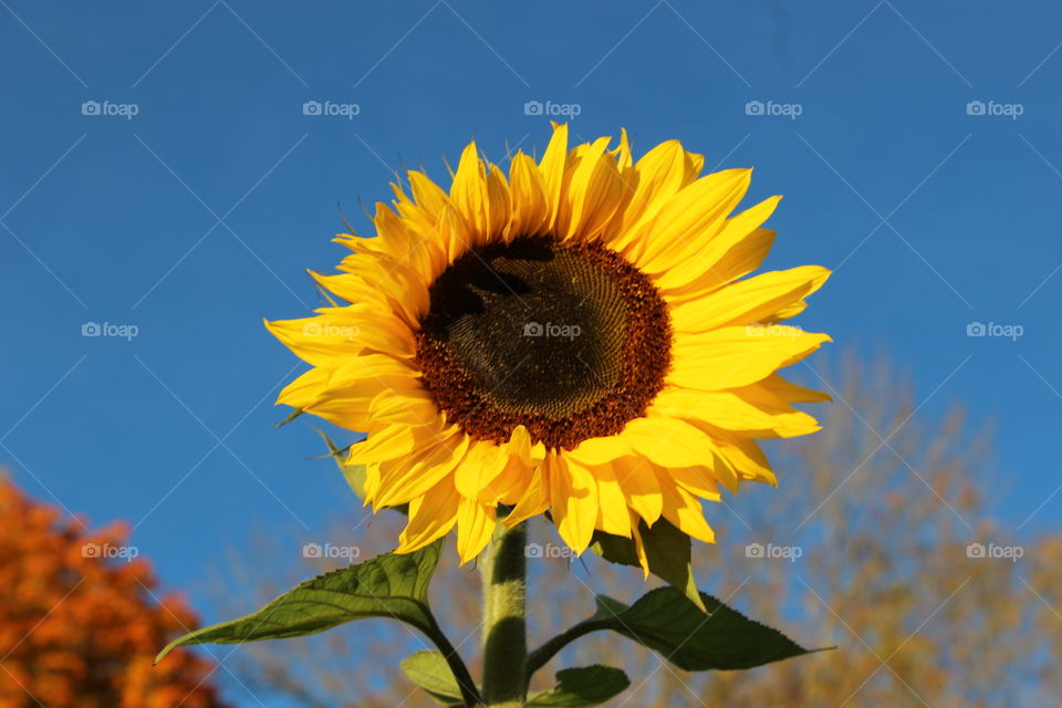 Sunflower