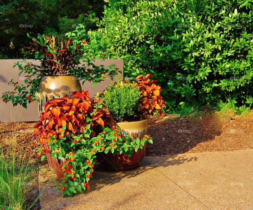 Large flower container