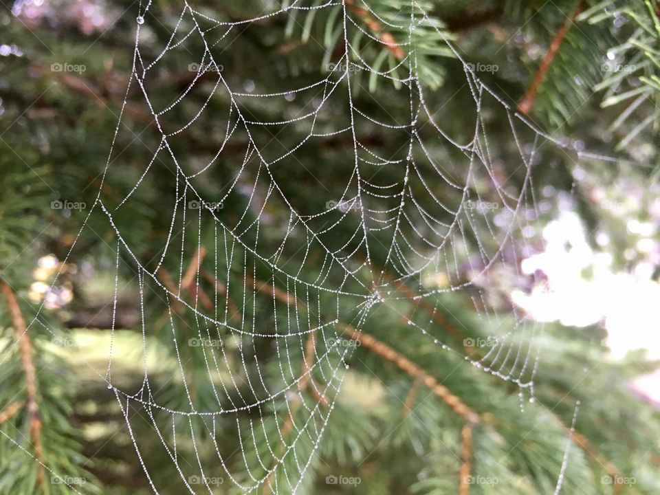 Spider web 
